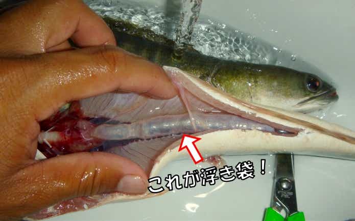 魚　浮き袋
