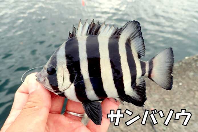 サンバソウは釣りやすく美味！堤防でよく釣れるシマシマの魚 ...