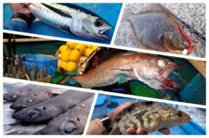 浮袋のない魚