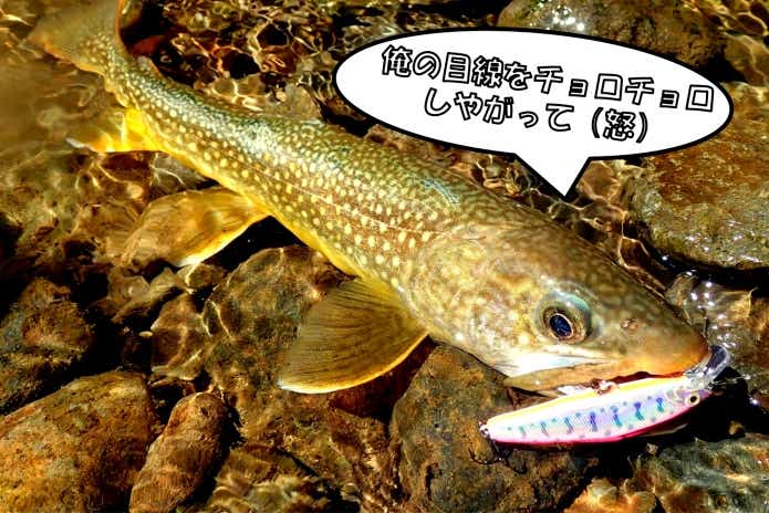 Dコークス　黄金岩魚
