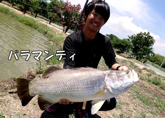 バラマンディ アカメ