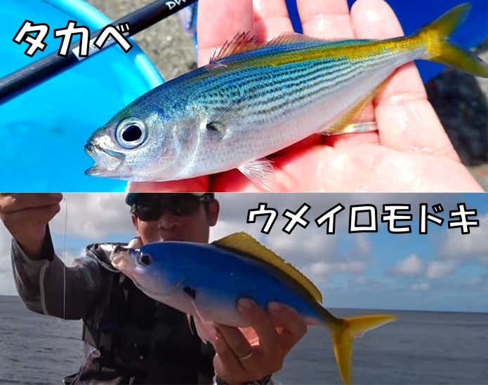 タカベ　グルクン　ウメイロモドキ　見分け方