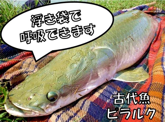 ピラルク　浮袋　呼吸