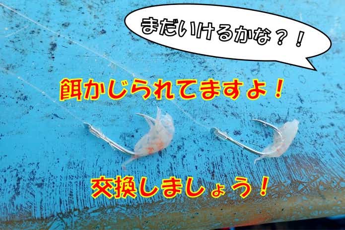 餌の交換　