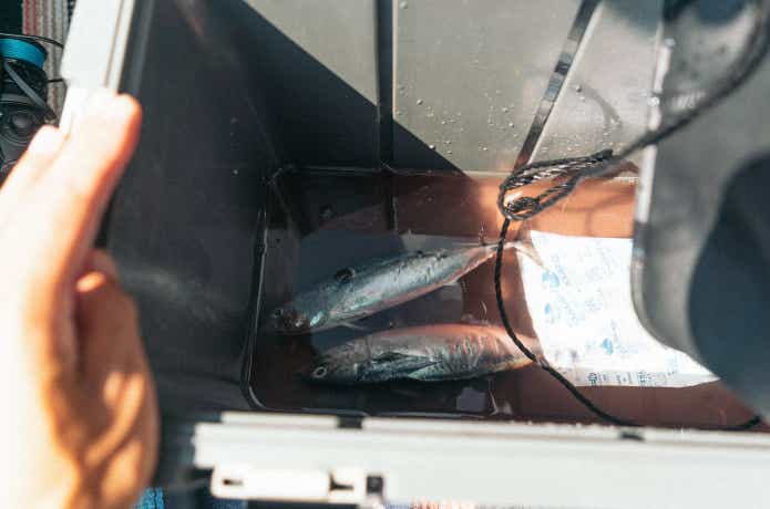 魚