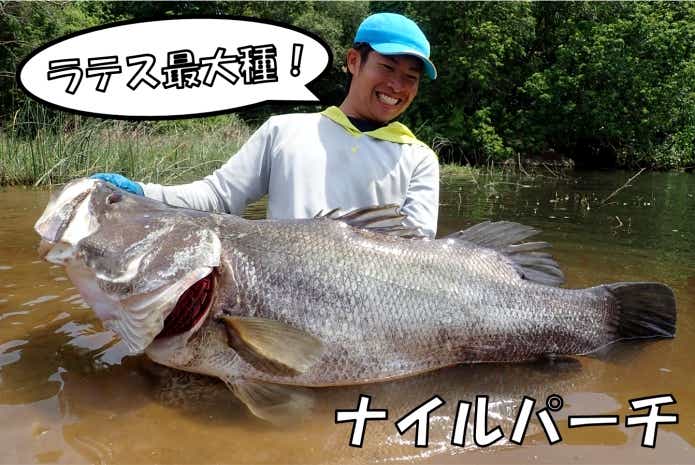 ナイルパーチ アカメ