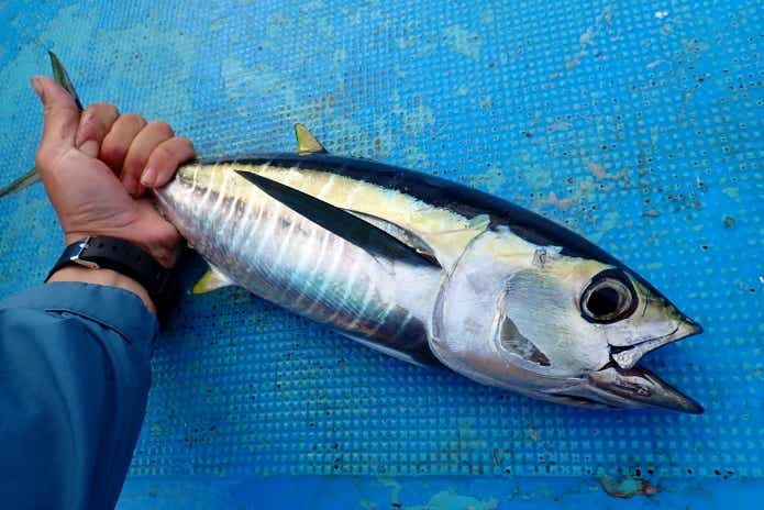 マグロ　浮袋