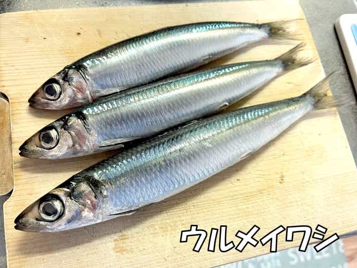 イワシ　プランクトン　主食
