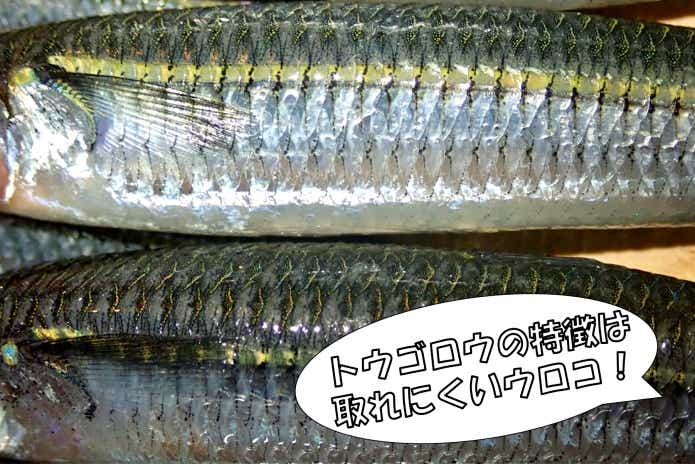 トウゴロウイワシ　鱗　見分け方