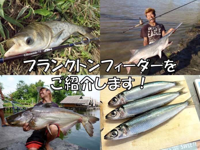 プランクトン　主食　プランクトンフィーダー