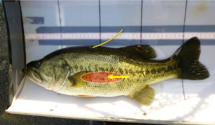 魚リリース エア抜き