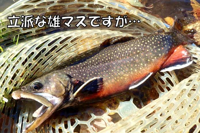 養殖　トラウト　美味しくない