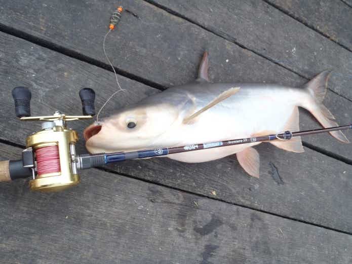 メコンオオナマズ　釣り