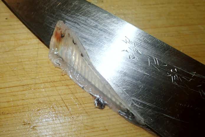 トウゴロウイワシ　捌き方