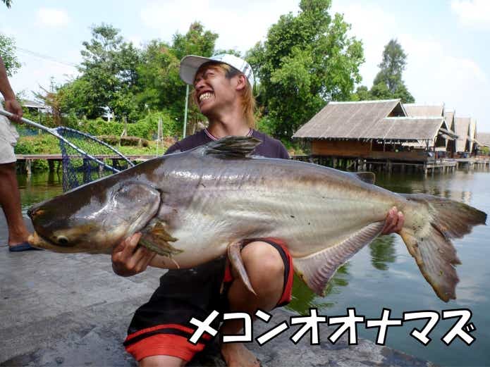 メコンオオナマズ　プランクトン