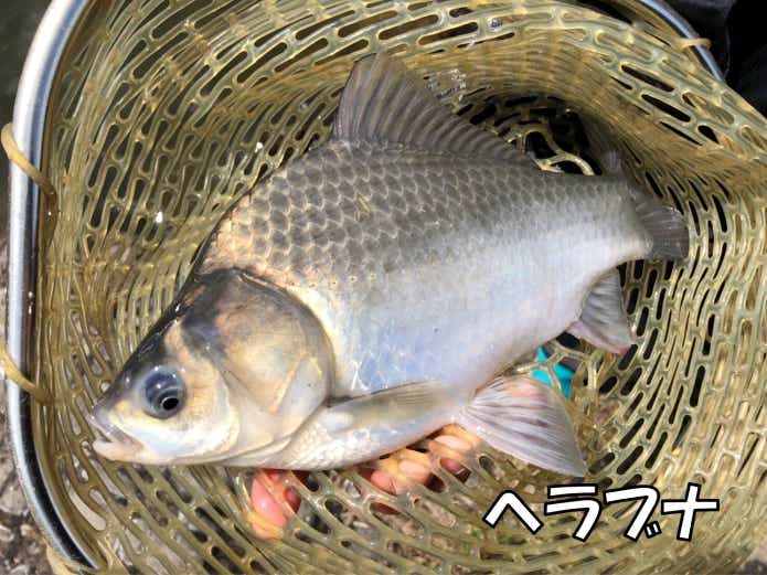 プランクトンフィーダー　ヘラブナ