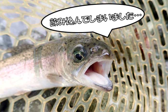 ニジマス釣り堀 針を飲み込んでしまったら