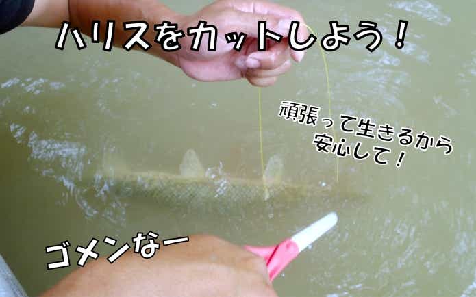 リリースの仕方や魚の扱い方、間違えていませんか？初心者の方はぜひ読んでみてください | 【TSURI HACK】日本最大級の釣りマガジン - 釣りハック