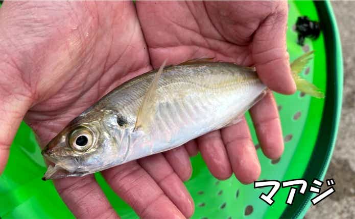 プランクトンも食べる　雑食性　アジ