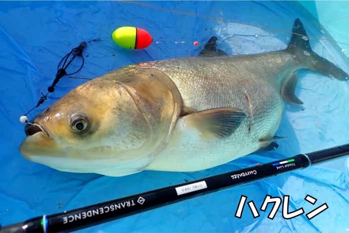 ハクレン　プランクトンフィーダー