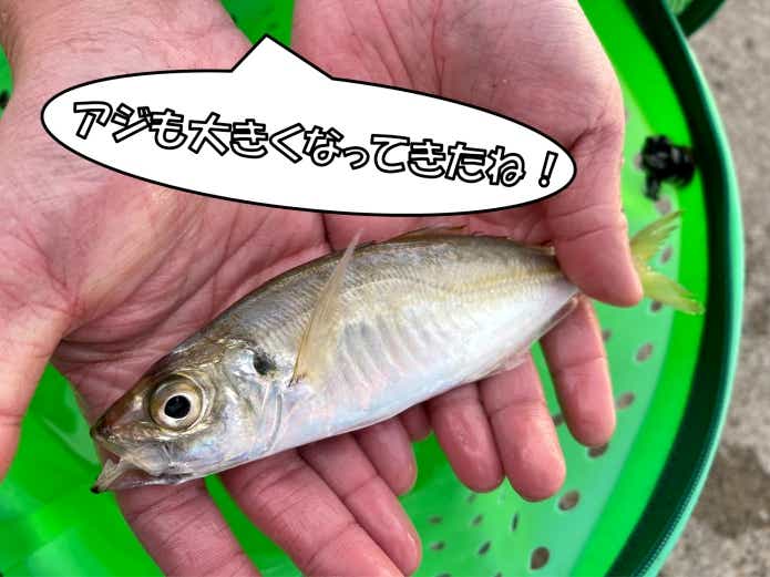 秋釣り　ベストシーズン　