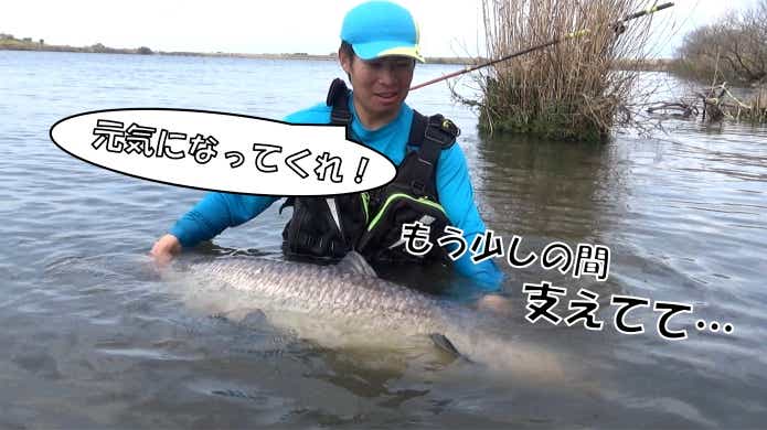 魚 リリース 自力で泳ぎ出すまで