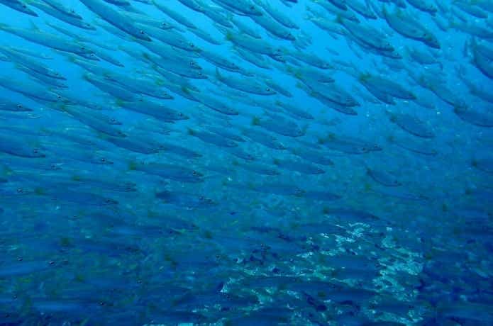 秋　釣り　ベストシーズン
