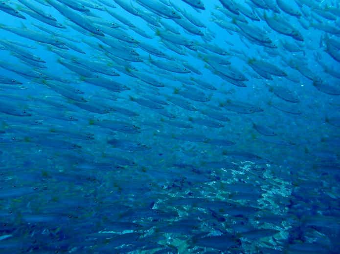 秋　釣り　数釣り
