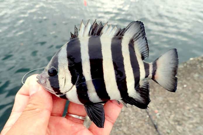 秋　釣り　ベストシーズン