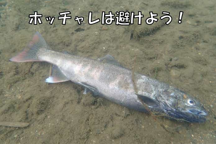 ホッチャレ　ニジマス　まずい