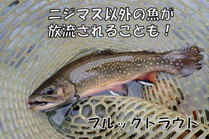 ニジマス釣り堀で釣れない時、人一倍楽しむ＆たくさん釣る為のコツを