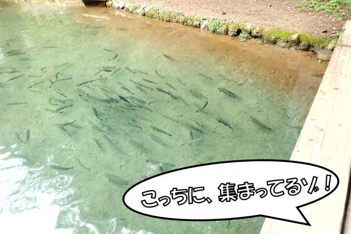 ニジマス釣り堀 たくさん釣れるところ