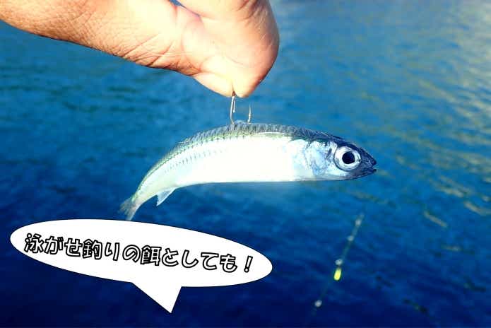 トウゴロウイワシ　泳がせ釣り