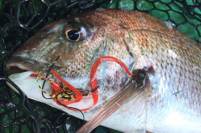 マダイ釣りの画像