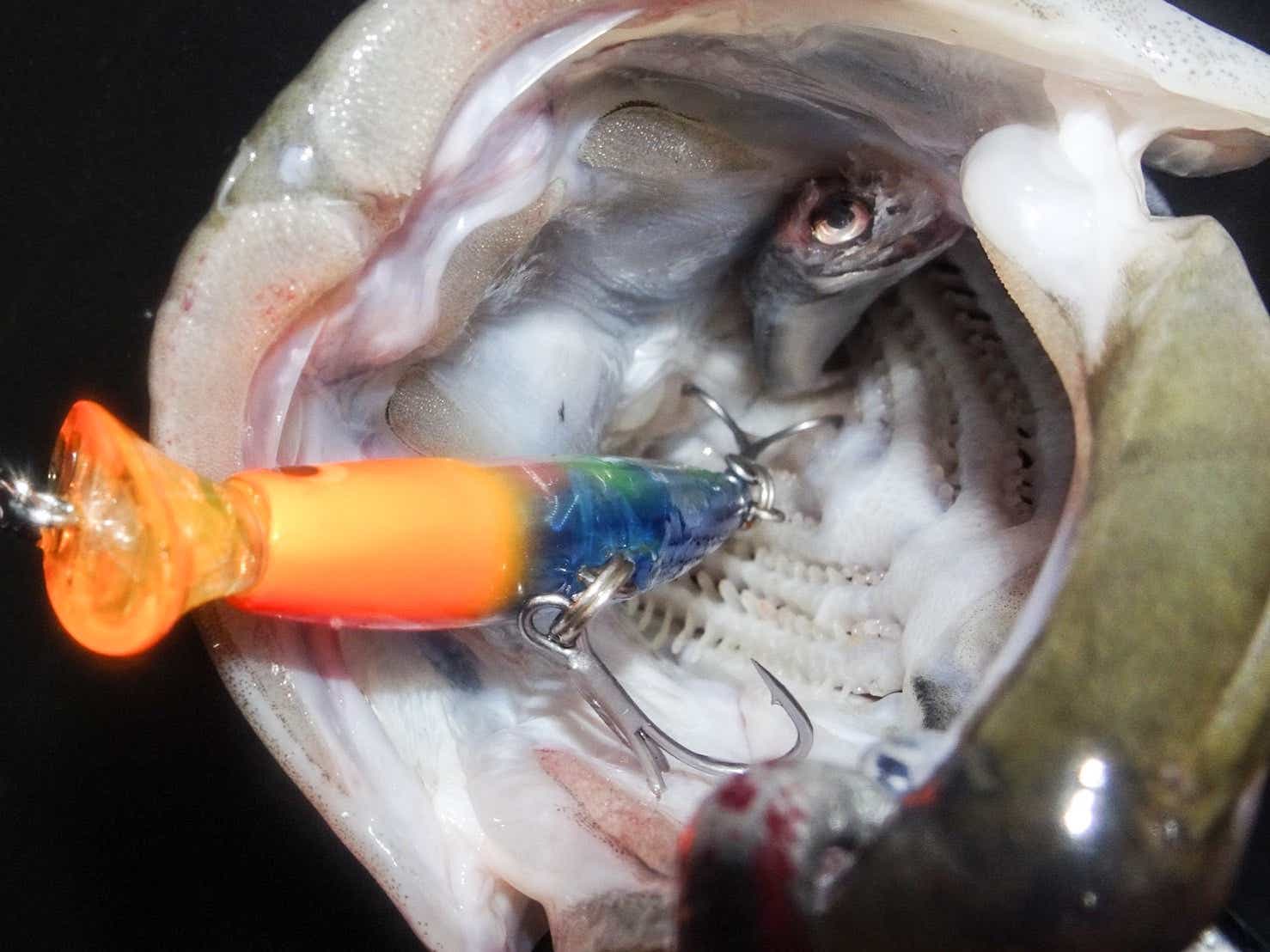 シーバスの釣果