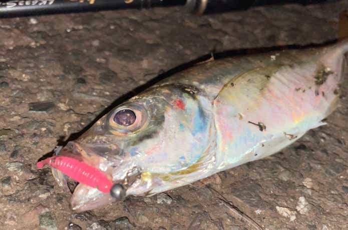 アジングビーム FATの釣果