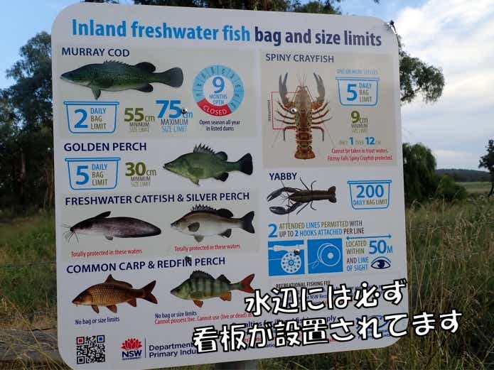 リリースの仕方や魚の扱い方、間違えていませんか？初心者の方はぜひ読んでみてください | 【TSURI HACK】日本最大級の釣りマガジン - 釣りハック