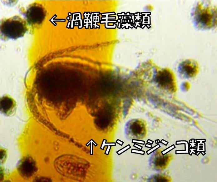 プランクトン　動物プランクトン