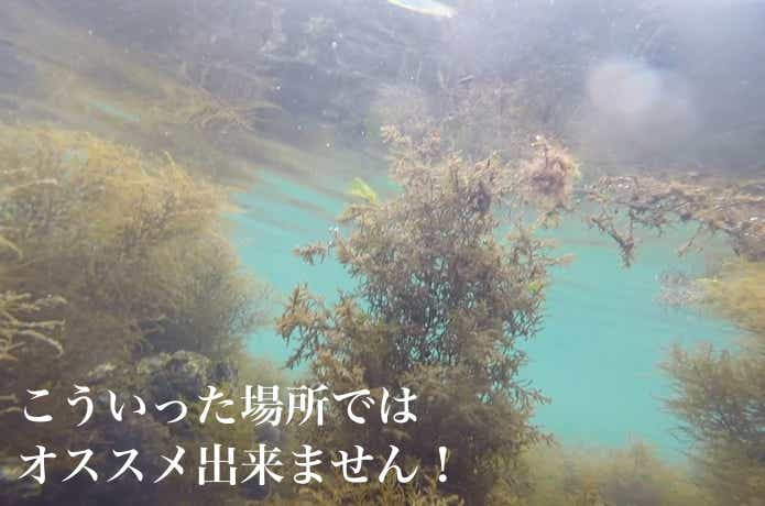 藻場