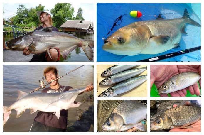 プランクトン　主食の魚