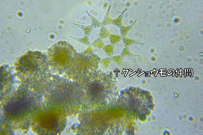 植物　プランクトン