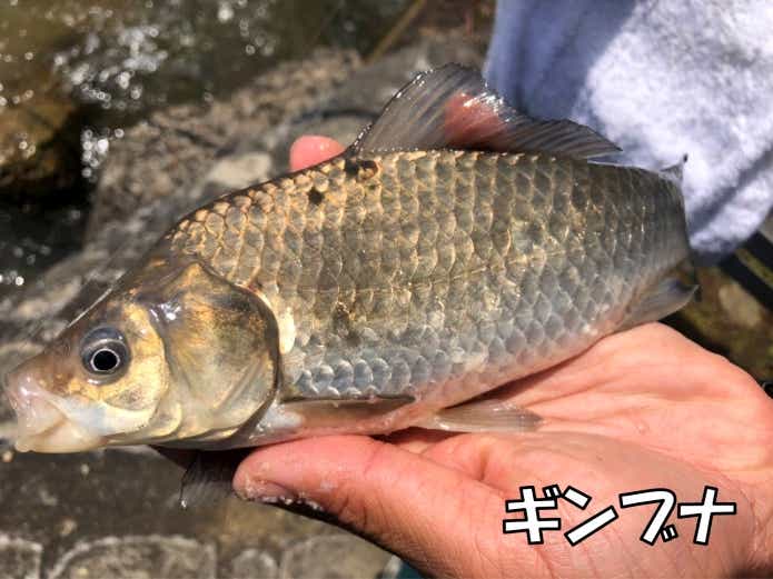 銀ブナ　雑食性