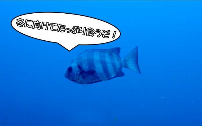 秋の荒喰い　釣り　ベストシーズン