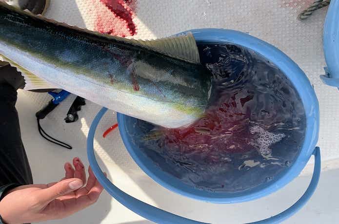 青物の血抜き