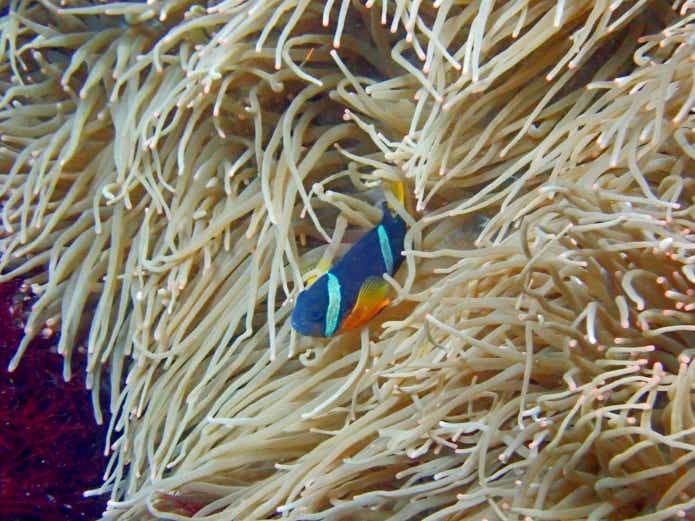 クマノミ　死滅回遊魚