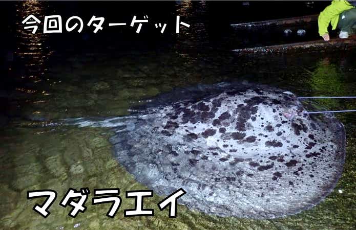 マダラエイ