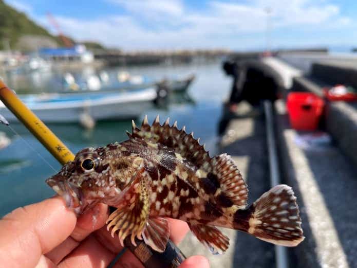 胴突き仕掛け 釣れる魚 カサゴ