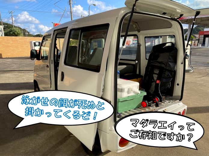 情報収集　マダラエイ