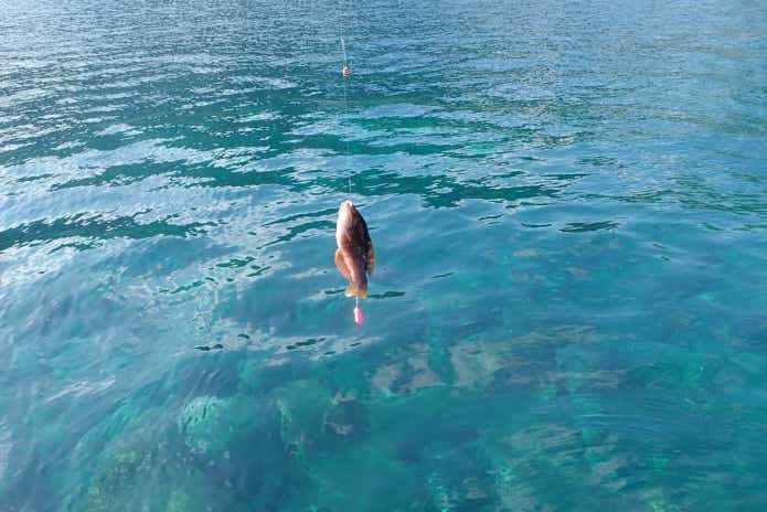 胴突き仕掛け アタリがわかりやすい