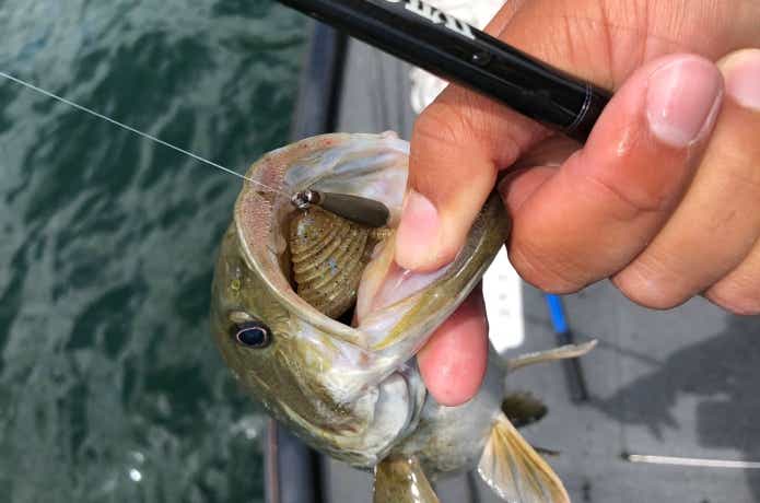 スモールマウスはスピニングオンリーの魚ではありません！ベイト